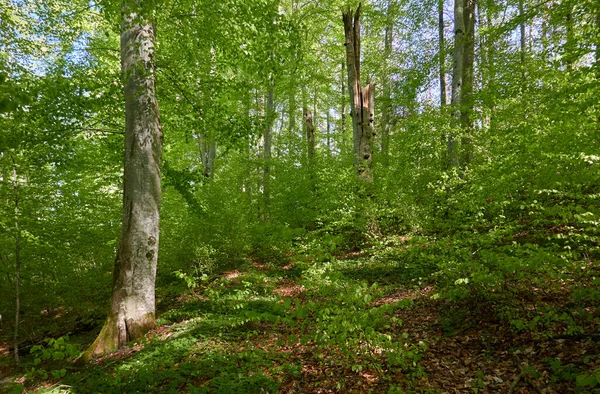 Vista Panorâmica Floresta Faia Verde Luz Solar Através Dos Troncos — Fotografia de Stock