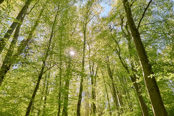 Vista Panorâmica Floresta Faia Verde Luz Solar Através Das Árvores — Fotografia de Stock