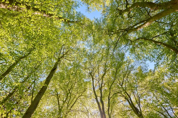 Vista Panorâmica Floresta Faia Verde Luz Solar Através Das Árvores — Fotografia de Stock