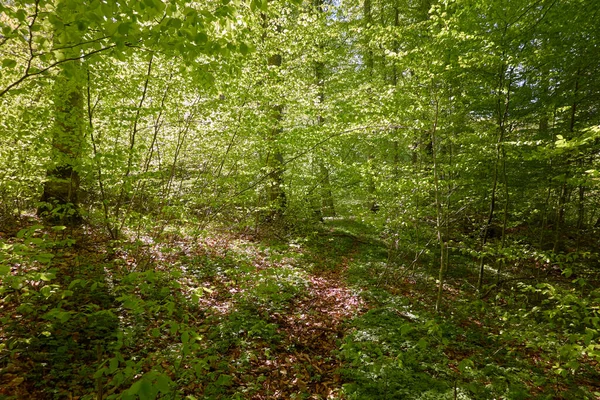 Yeşil kayın ormanının panoramik manzarası. Genç ve kudretli ağaç gövdelerinin arasından güneş ışığı. Çevre koruma, ekoloji, saf doğa, eko turizm. Idyllic manzara. İlkbahar, yazın başı
