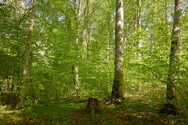 Yeşil kayın ormanının panoramik manzarası. Genç ve kudretli ağaç gövdelerinin arasından güneş ışığı. Çevre koruma, ekoloji, saf doğa, eko turizm. Idyllic manzara. İlkbahar, yazın başı