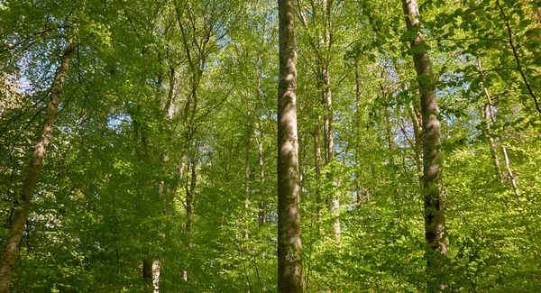Yeşil kayın ormanının panoramik manzarası. Kudretli ağaçların arasından gün ışığı. İlkbahar, yazın başı. Çevresel koruma, ekoloji, saf doğa, eko-turizm. Idyllic manzara