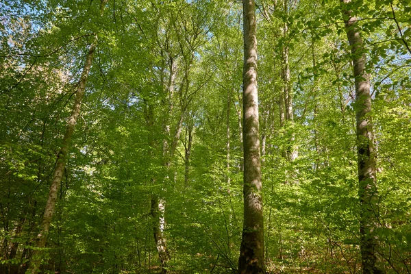Yeşil kayın ormanının panoramik manzarası. Genç ve kudretli ağaç gövdelerinin arasından güneş ışığı. Çevre koruma, ekoloji, saf doğa, eko turizm. Idyllic manzara. İlkbahar, yazın başı