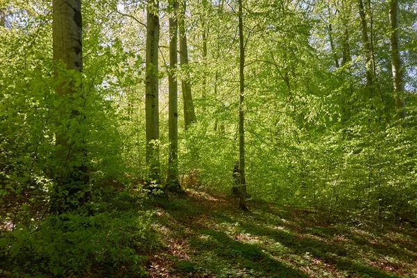 Панорамний Вид Зелений Буковий Ліс Сонячне Світло Крізь Молоді Могутні — стокове фото