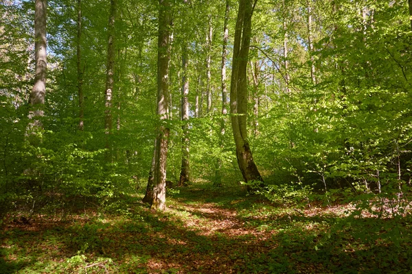 Blick Auf Den Grünen Buchenwald Sonnenlicht Durch Die Jungen Und — Stockfoto