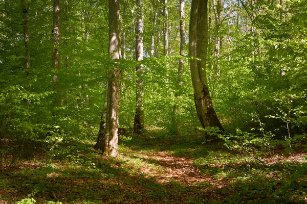 Yeşil kayın ormanının panoramik manzarası. Genç ve kudretli ağaç gövdelerinin arasından güneş ışığı. Çevre koruma, ekoloji, saf doğa, eko turizm. Idyllic manzara. İlkbahar, yazın başı