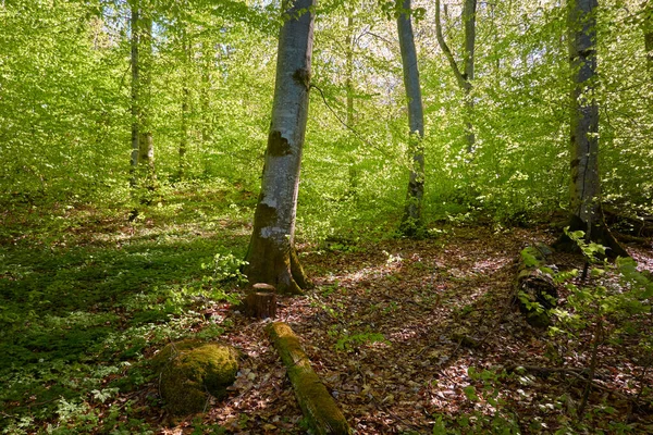 Yeşil kayın ormanının panoramik manzarası. Genç ve kudretli ağaç gövdelerinin arasından güneş ışığı. Çevre koruma, ekoloji, saf doğa, eko turizm. Idyllic manzara. İlkbahar, yazın başı