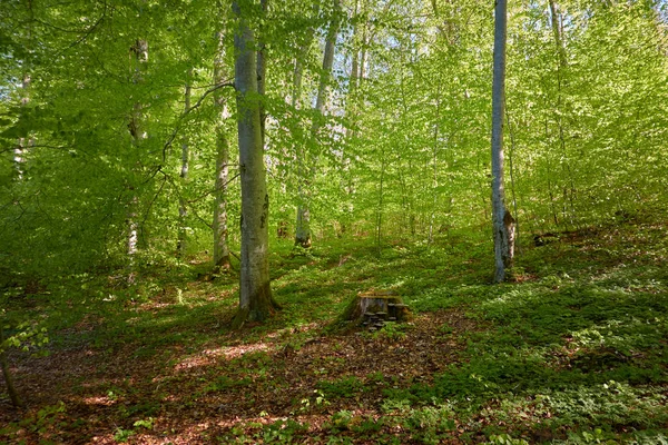 Yeşil kayın ormanının panoramik manzarası. Genç ve kudretli ağaç gövdelerinin arasından güneş ışığı. Çevre koruma, ekoloji, saf doğa, eko turizm. Idyllic manzara. İlkbahar, yazın başı
