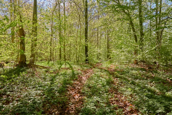 Yeşil kayın ormanının panoramik manzarası. Genç ve kudretli ağaç gövdelerinin arasından güneş ışığı. Çevre koruma, ekoloji, saf doğa, eko turizm. Idyllic manzara. İlkbahar, yazın başı