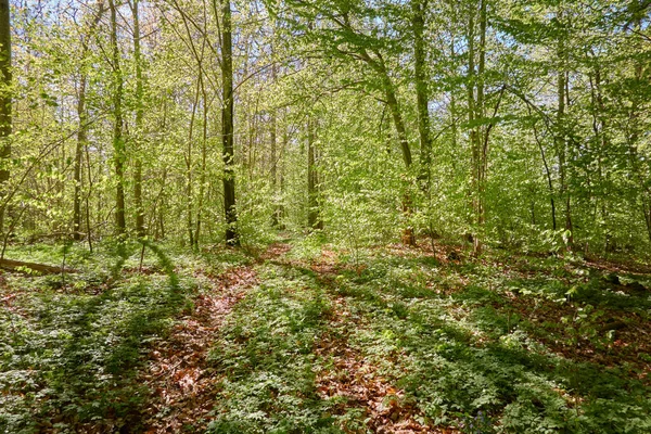 Vista Panorâmica Floresta Faia Verde Luz Solar Através Dos Troncos — Fotografia de Stock