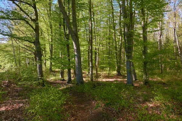 Panoramisch Uitzicht Het Groene Beukenbos Zonlicht Door Jonge Machtige Boomstammen — Stockfoto