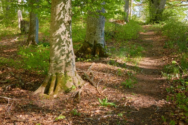 Vista Panorámica Del Bosque Hayas Verde Luz Del Sol Través — Foto de Stock