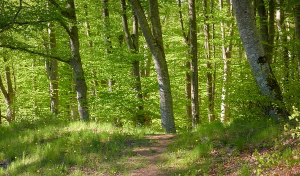 Panoramic View Green Beech Forest Sunlight Young Mighty Tree Trunks — Stock Photo, Image