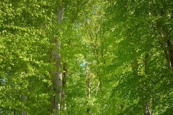Πανοραμική Θέα Του Πράσινου Δάσους Οξιάς Φως Του Ήλιου Ανάμεσα — Φωτογραφία Αρχείου