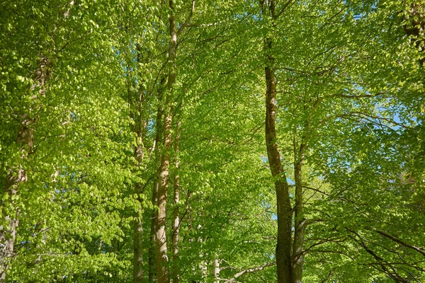 Vista Panorâmica Floresta Faia Verde Luz Solar Através Das Árvores — Fotografia de Stock