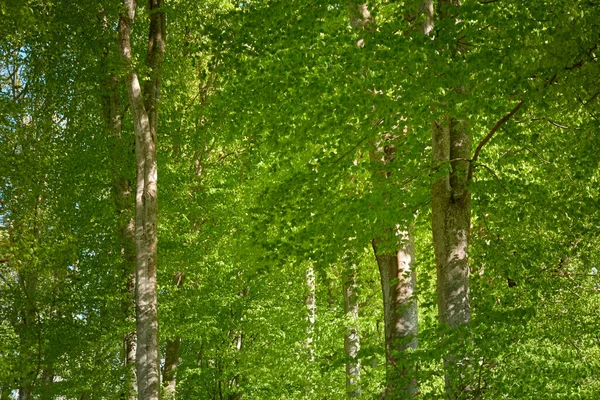 Vista Panorâmica Floresta Faia Verde Luz Solar Através Das Árvores — Fotografia de Stock