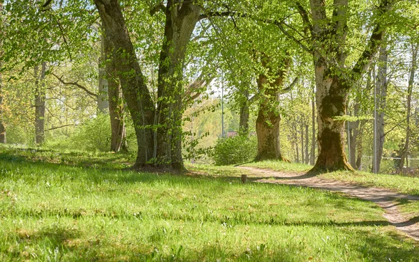 Vista Panorâmica Parque Florestal Decíduo Verde Dia Ensolarado Poderosas Árvores — Fotografia de Stock