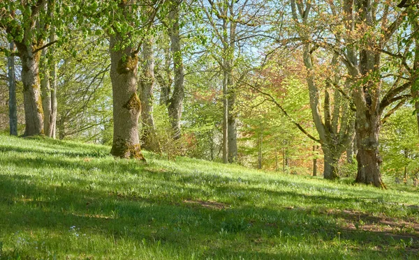 Panoramiczny Widok Zielony Liściasty Park Leśny Słoneczny Dzień Potężne Drzewa — Zdjęcie stockowe