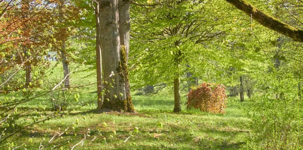 Panoramiczny Widok Zielony Liściasty Park Leśny Słoneczny Dzień Potężne Drzewa — Zdjęcie stockowe