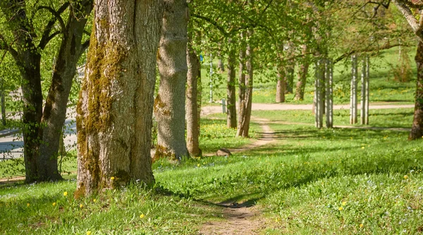 Vista Panorâmica Parque Florestal Decíduo Verde Dia Ensolarado Poderosas Árvores — Fotografia de Stock