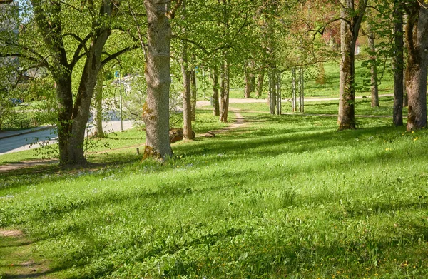 阳光明媚的日子里 一个绿色落叶森林公园的全景 雄伟的树木 柔和的阳光 环境保护 生态旅游 北欧步行 自行车 — 图库照片