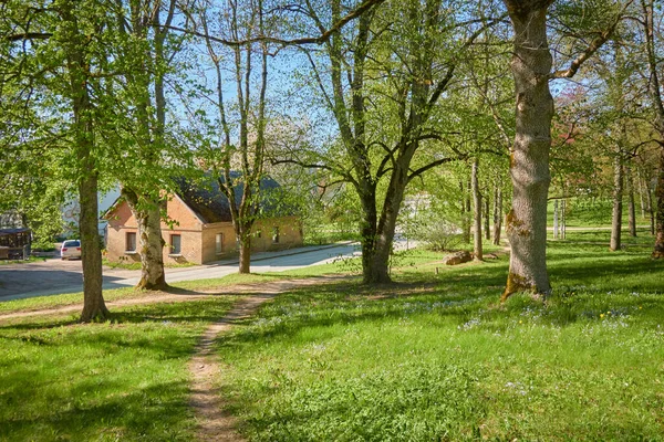 Güneşli bir günde yeşil yaprak döken orman parkının panoramik görüntüsü. Güçlü ağaçlar, bitkiler, çiçekler. Yumuşak güneş ışığı, güneş ışınları. Doğa, çevre koruma, ekoloji, eko-turizm, kuzey yürüyüşü, bisiklet
