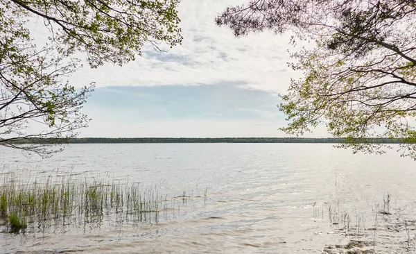 Orman gölü (nehir) manzarası. Yağmurlu bir gün. Ağaç dalı, yeşil yapraklar. Sudaki yansımalar. Idyllic manzara. Saf doğa, ekoloji, ekolojik rezerv, eko-turizm.