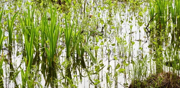 Acqua Cristallina Piante Verdi Foglie Erba Struttura Naturale Astratta Sfondo — Foto Stock