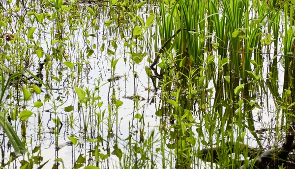 Kristal berrak su. Yeşil bitkiler, yapraklar, çimenler. Soyut doğal doku, arka plan, grafik kaynaklar. Doğa, çevre teması. Huzur, saflık, meditasyon kavramları.