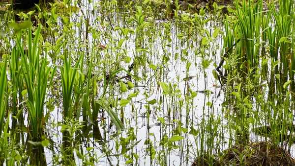 Kristal berrak su. Yeşil bitkiler, yapraklar, çimenler. Soyut doğal doku, arka plan, grafik kaynaklar. Doğa, çevre teması. Huzur, saflık, meditasyon kavramları.