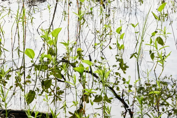 Kristal berrak su. Yeşil bitkiler, yapraklar, çimenler. Soyut doğal doku, arka plan, grafik kaynaklar. Doğa, çevre teması. Huzur, saflık, meditasyon kavramları.