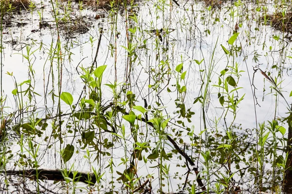 Kristal berrak su. Yeşil bitkiler, yapraklar, çimenler. Soyut doğal doku, arka plan, grafik kaynaklar. Doğa, çevre teması. Huzur, saflık, meditasyon kavramları.