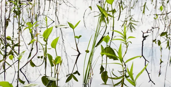 Kristal berrak su. Yeşil bitkiler, yapraklar, çimenler. Soyut doğal doku, arka plan, grafik kaynaklar. Doğa, çevre teması. Huzur, saflık, meditasyon kavramları.