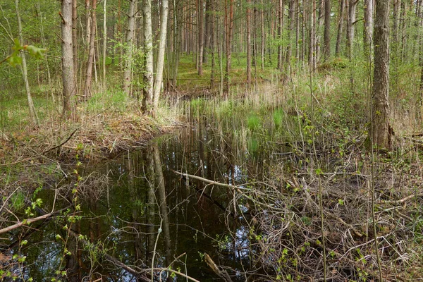 Een Moerassige Bosrivier Regen Zacht Zonlicht Bomen Boomstammen Groen Gras — Stockfoto