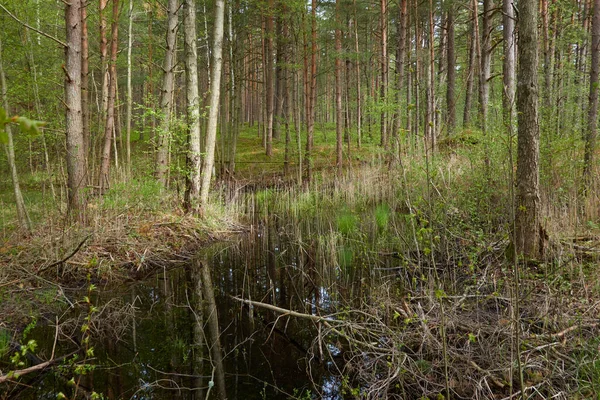 Swampy Forest River Rain Soft Sunlight Trees Tree Logs Green — Stock Photo, Image