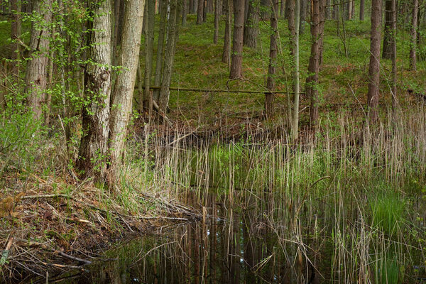 Swampy forest river after the rain. Soft sunlight. Trees, tree logs, green grass, plants. Spring, early summer. Environment, ecology, ecosystems, nature, ecotourism. Idyllic landscape