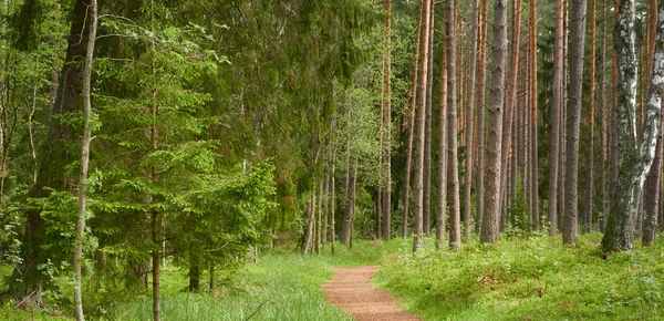 Kręta Droga Ścieżka Majestatycznym Liściastym Wiecznie Zielonym Parku Sosnowym Naturalny — Zdjęcie stockowe