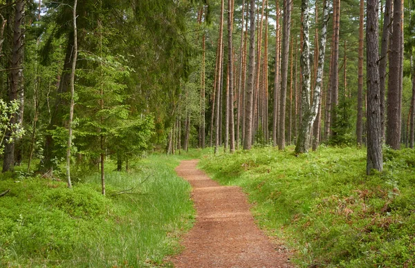 Kręta Droga Ścieżka Majestatycznym Liściastym Wiecznie Zielonym Parku Sosnowym Naturalny — Zdjęcie stockowe