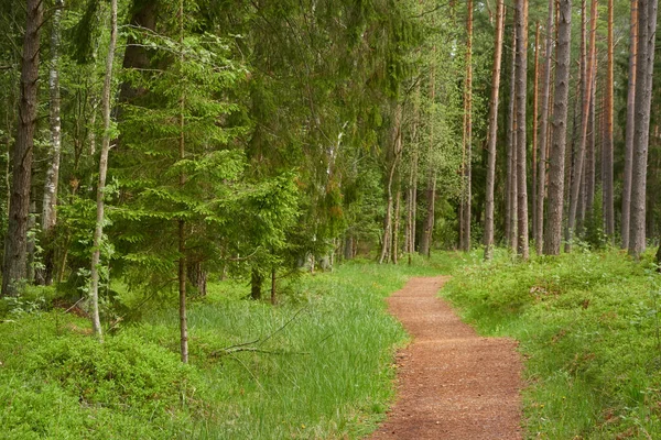 Görkemli Bir Yaprak Döken Yolda Patika Sonsuz Bir Çam Orman — Stok fotoğraf