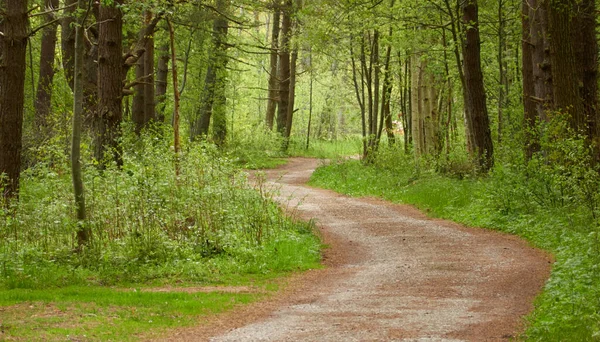 Winding Road Pathway Majestic Deciduous Evergreen Pine Forest Park Natural — Stock Photo, Image