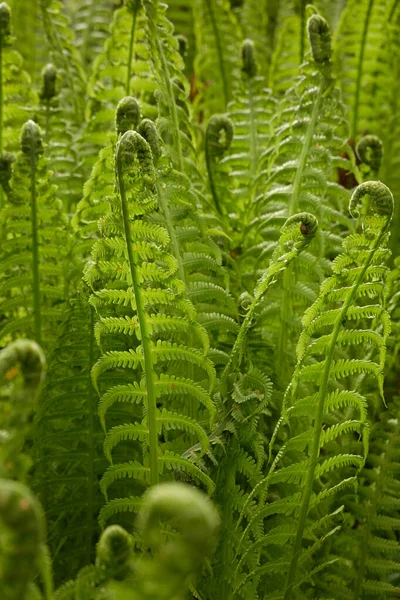 Bosbodem Van Jonge Groene Varenbladeren Close Bloemenpatroon Textuur Achtergrond Lente — Stockfoto