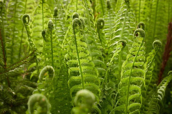 森林地面的年轻的绿色蕨叶 植物学 生态学 热带雨林植物 植物园 — 图库照片
