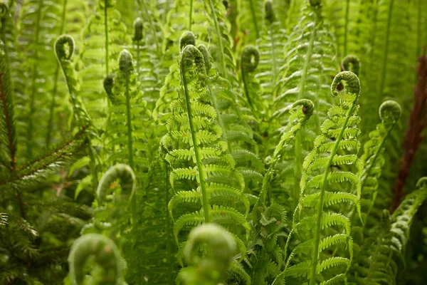 Bosbodem Van Jonge Groene Varenbladeren Close Bloemenpatroon Textuur Achtergrond Lente — Stockfoto