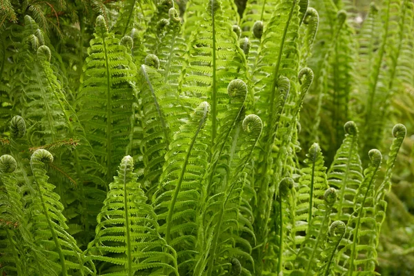 森林地面的年轻的绿色蕨叶 植物学 生态学 热带雨林植物 植物园 — 图库照片