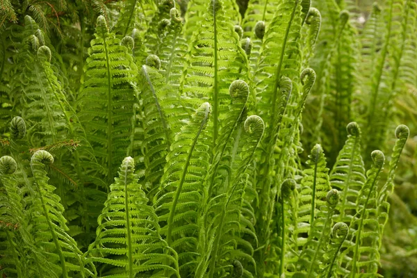 Piso Florestal Folhas Samambaia Verdes Jovens Close Padrão Floral Textura — Fotografia de Stock