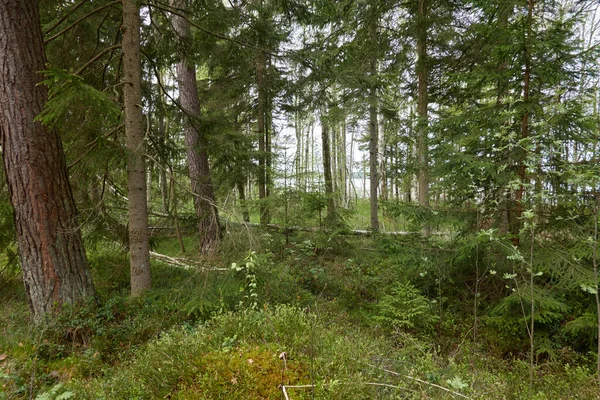 Majestätischer Immergrüner Wald Mächtige Kiefern Und Fichten Sanftes Sonnenlicht Stimmungsvolle — Stockfoto