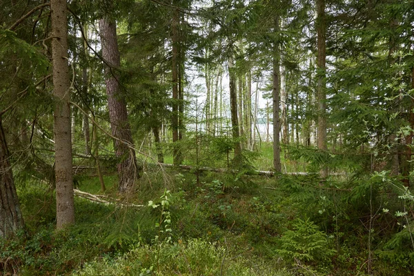 Μεγαλοπρεπές Καταπράσινο Δάσος Δυνατά Πεύκα Και Έλατο Μαλακό Φως Ατμοσφαιρικό — Φωτογραφία Αρχείου