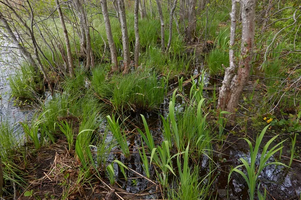 Träsk Skogsflod Efter Regnet Mjukt Solljus Grönt Gräs Växter Våren — Stockfoto