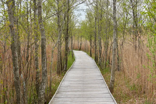 Bataklık yeşil ormanı boyunca modern ahşap patika (tahta yol). Yumuşak güneş ışığı. İlkbahar, yazın başı. Çevre, ekoloji, ekosistemler, doğa, turizm, yürüyüş, bisiklet, yürüyüş. Idyllic manzara