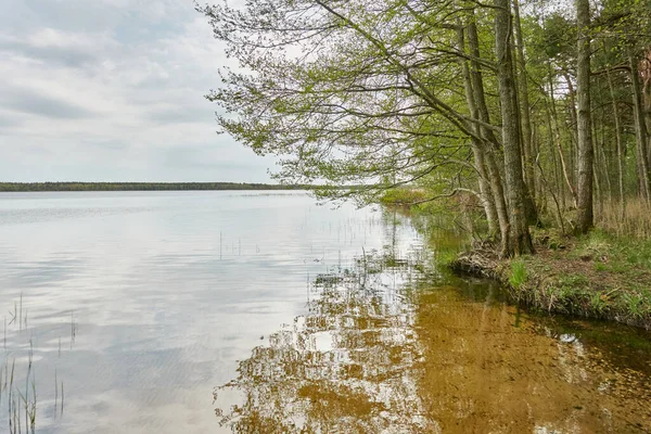 Orman gölünde bir ada (nehir). Yağmurlu bir gün. Sudaki yansımalar. Mavi gökyüzü, parlayan bulutlar. Idyllic manzara. Saf doğa, ekoloji, ekolojik rezerv, eko-turizm.